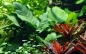 Preview: Anubias barteri var. caladiifolia - Kongo-Speerblatt Caladiifolia